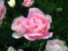 Схема вышивки «Тюльпан-роза»