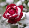 Роза в снегу: оригинал