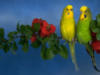 Схема вышивки «Волнистые попугаи»
