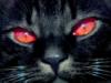 Схема вышивки «Кот с красными глазами»
