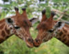 Поцелуй жирафов: оригинал