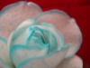 Бело-голубая роза: оригинал