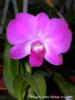 Орхидея дендробиум: оригинал