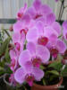 Орхидея фаленопсис: оригинал