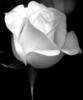 Черное и белое - роза: оригинал