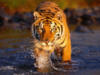 Тигр в воде: оригинал
