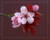 Цветок сакуры: оригинал