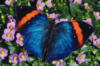 Бабочка в цветах: оригинал