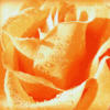 Оранжевая роза: оригинал