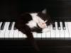 Кот-пианист: оригинал