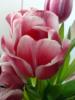 Розовые тюльпаны: оригинал