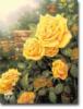 Схема вышивки «A perfect yellow rose»