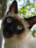 Смишной Тайский котик: оригинал