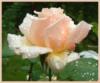 Розовая роза в каплях: оригинал