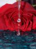 Схема вышивки «Роза и капли воды»
