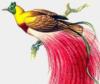 Схема вышивки «Райская птица»