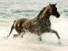 Лошадь, бегущая по воде: оригинал