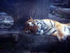 Спящий тигр: оригинал