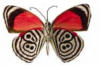 Схема вышивки «Бабочка гипноз»