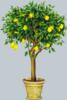 Лимоное дерево: оригинал