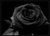 Черная роза.: оригинал