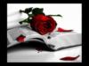 Роза и книга: оригинал