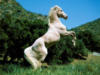 Схема вышивки «Белая лошадь в лесу»