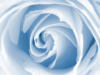 Голубая роза: оригинал