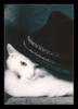 Схема вышивки «Кот в шляпе»