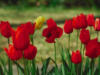 Схема вышивки «Цветение тюльпанов»
