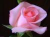 Схема вышивки «Розоая роза»