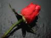 Бутон красной розы: оригинал