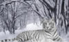 Белый тигр в зимнем лесу: оригинал