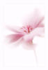 Схема вышивки «Розовый цветок»