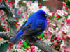 Синяя Птица Счастья: оригинал