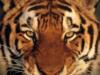 Схема вышивки «Тигра»