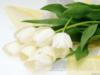 Схема вышивки «Букет белых тюльпанов»