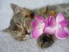 Схема вышивки «Котенок с цветком»