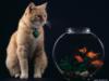 Схема вышивки «Кот с аквариумом»