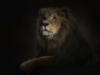 Схема вышивки «Царь лев»