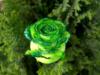 Схема вышивки «Зелёная роза»