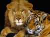 Схема вышивки «Лев+тигр»