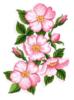 Схема вышивки «Цветы яблони»