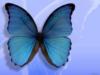 Схема вышивки «Голубая бабочка»