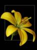 Схема вышивки «Желтая лилия»