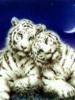 Схема вышивки «Белые тигрята»