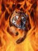 Схема вышивки «Тигр в огне»