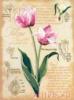 Схема вышивки «Нежные тюльпаны»