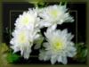 Схема вышивки «Белые хризантемы»