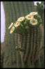 Схема вышивки «Цветущий кактус»